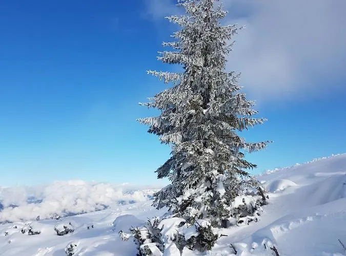 Daire Flachauer Bergkristall